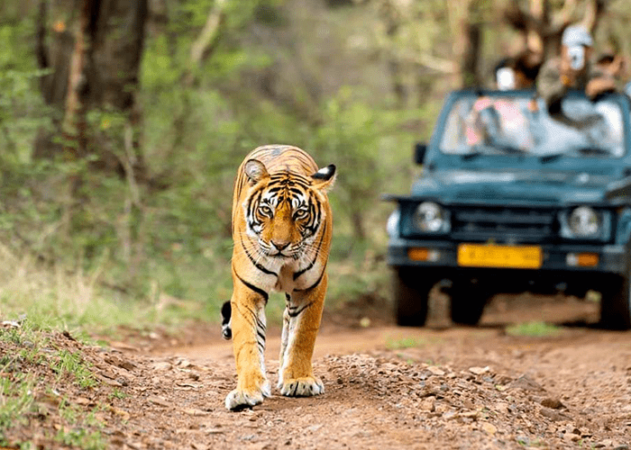 Ranthambore (Places To Visit In North India In December)
