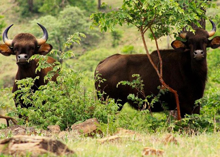 Kalatop Wildlife sanctuary (khajjiar tourism)