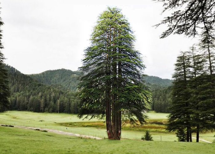 Panch Pandav Tree 